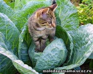 Ядовитые для кошек растения